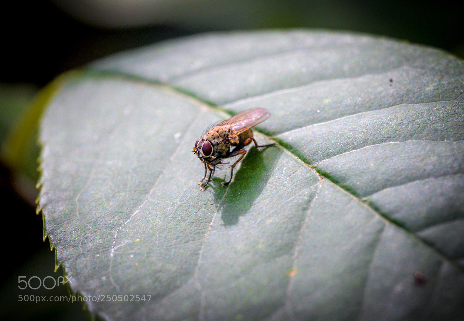 Nikon D600 sample photo. The fly photography