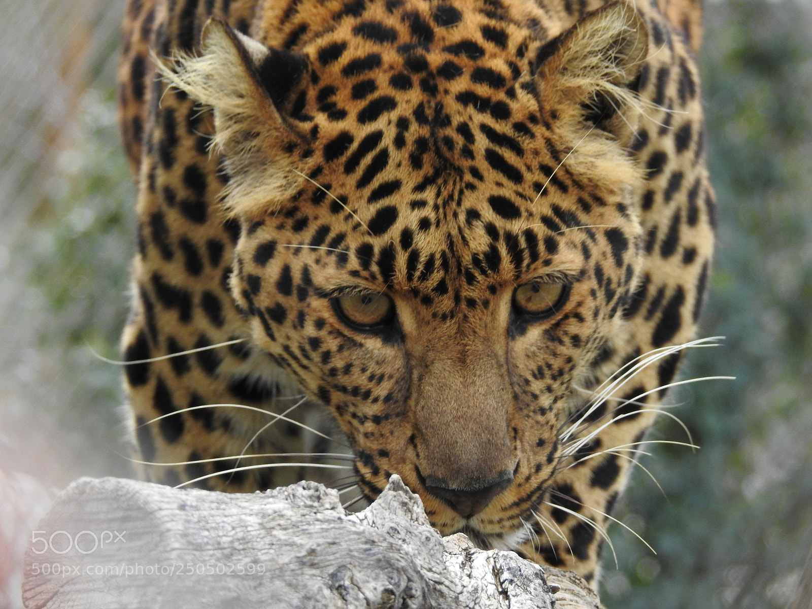 Nikon Coolpix P900 sample photo. Leopard at lions tigers photography