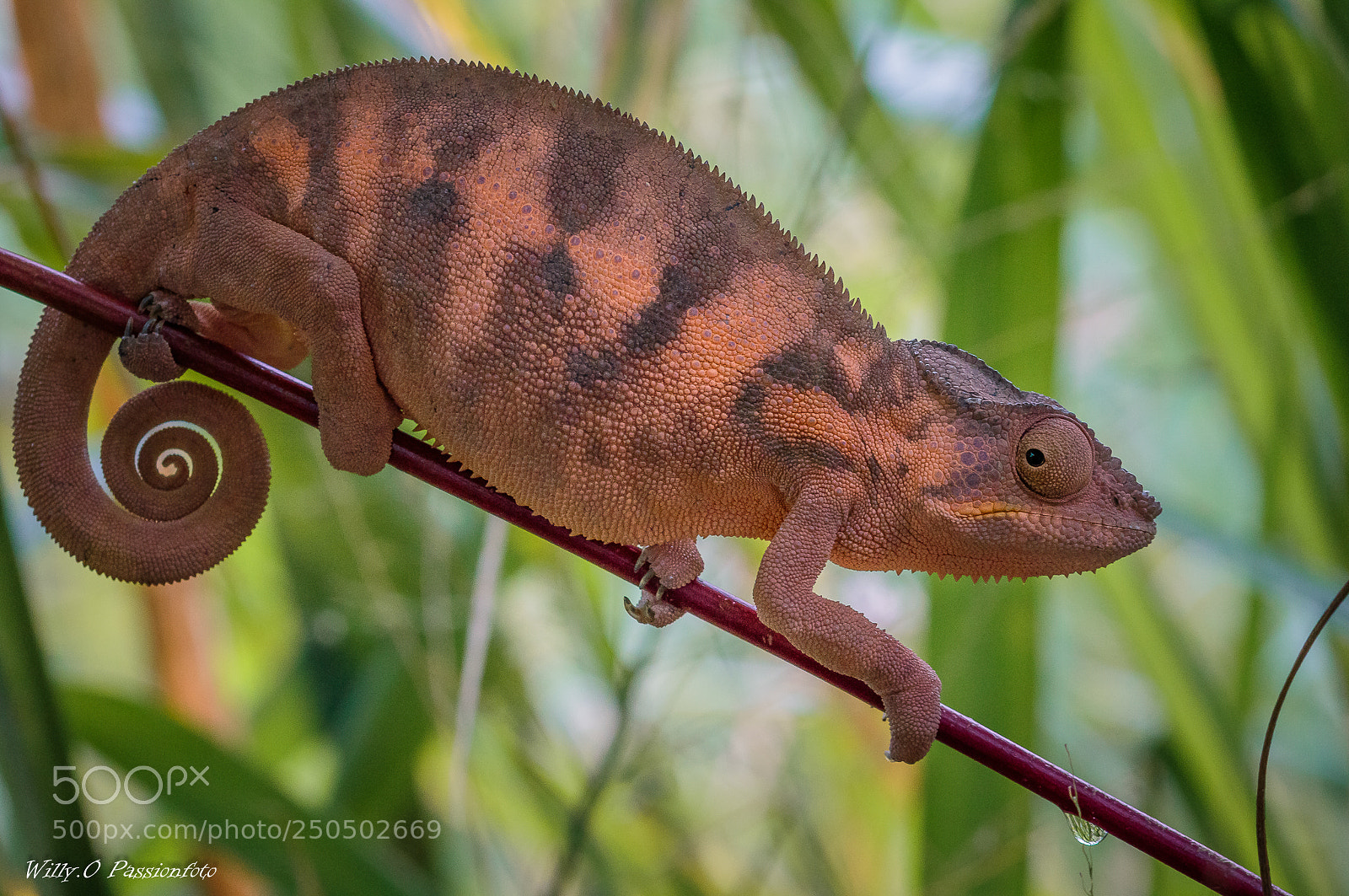 Canon EOS 7D Mark II sample photo. Caméléon femelle photography
