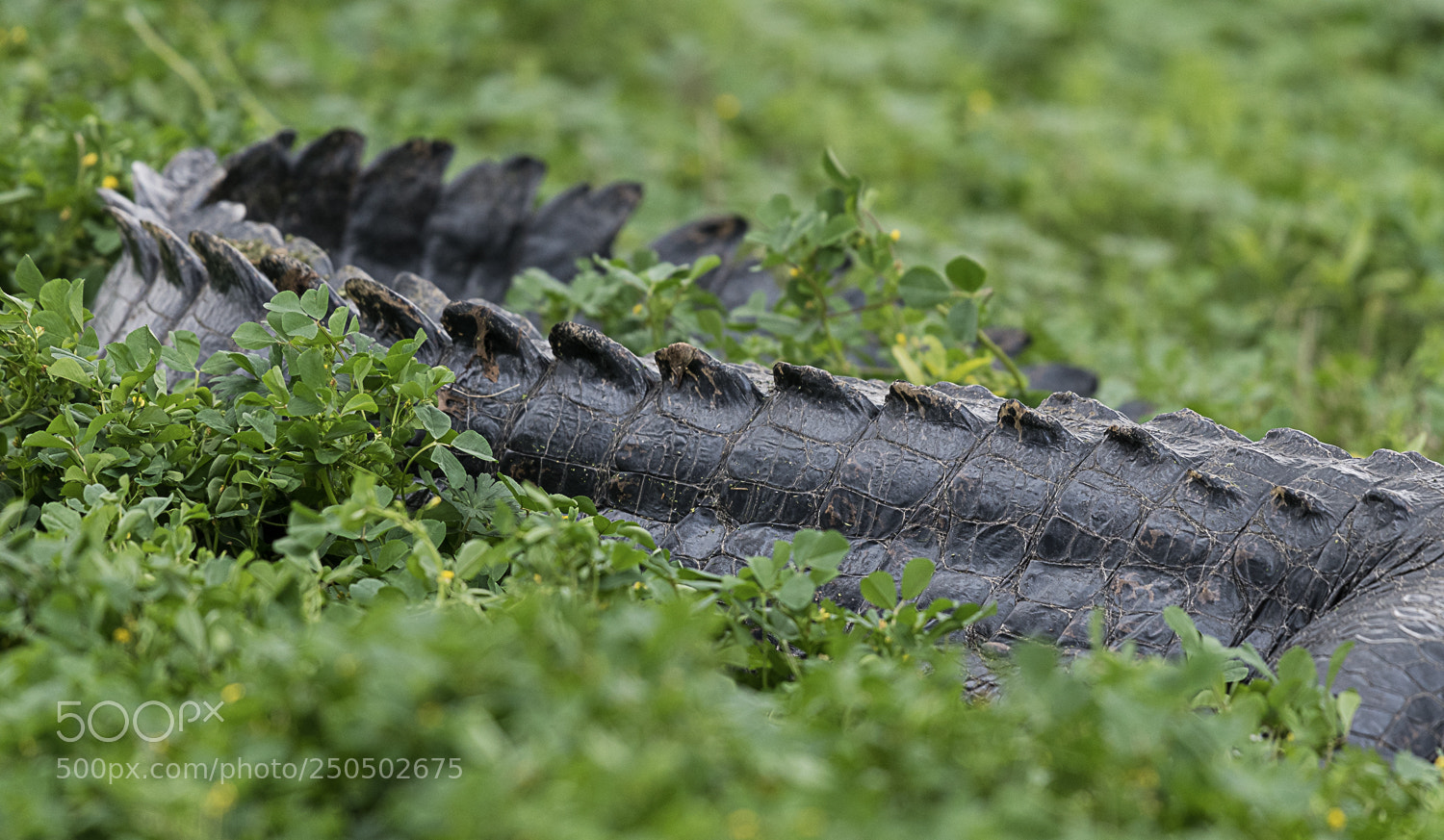 Nikon D850 sample photo. Quiet please photography