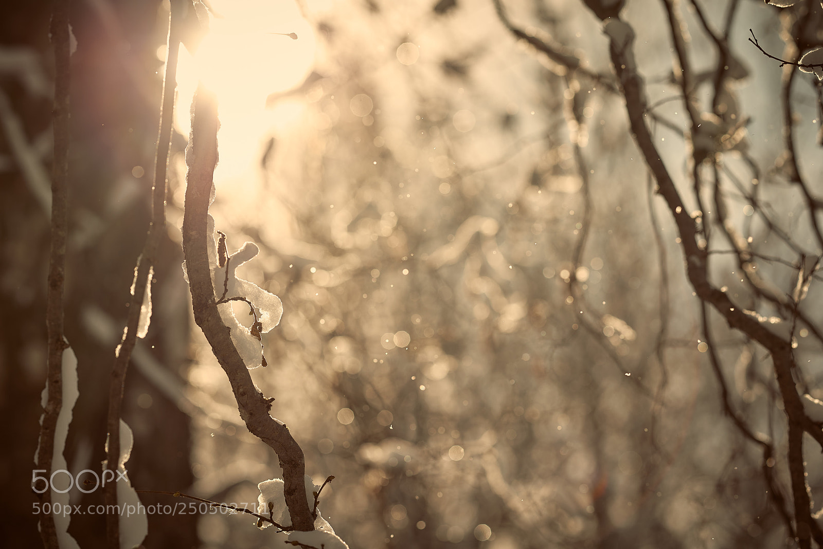 Nikon D800E sample photo. Winter sun photography