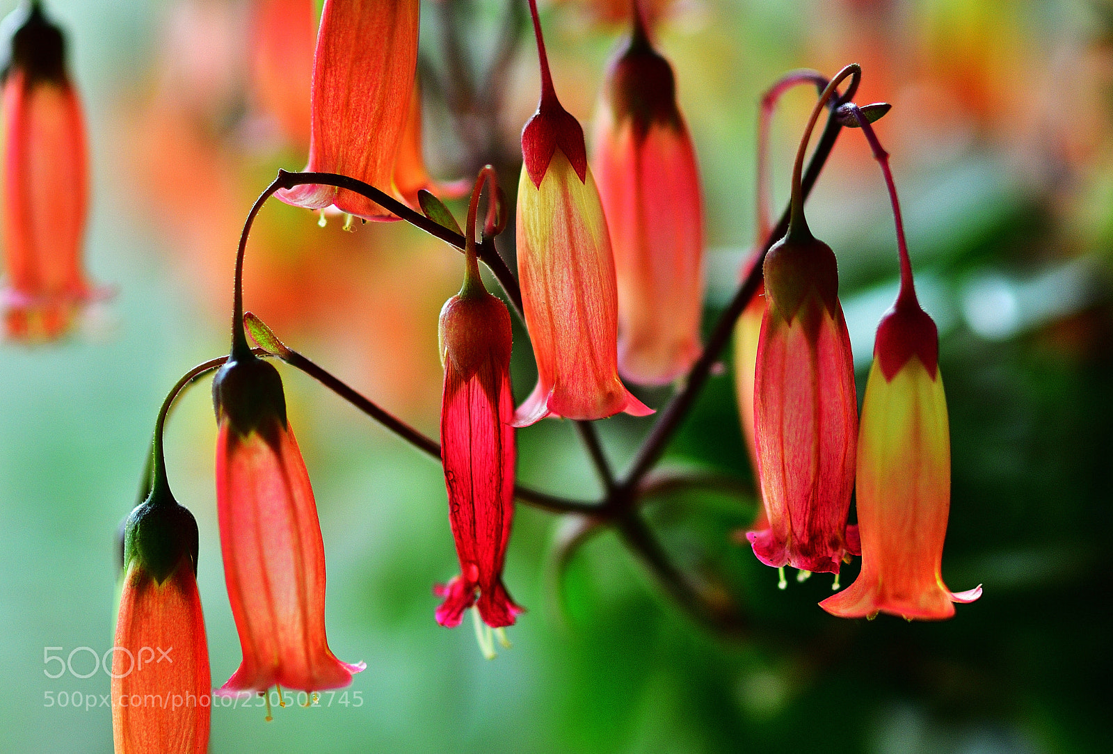 Nikon D300S sample photo. コランエコ photography
