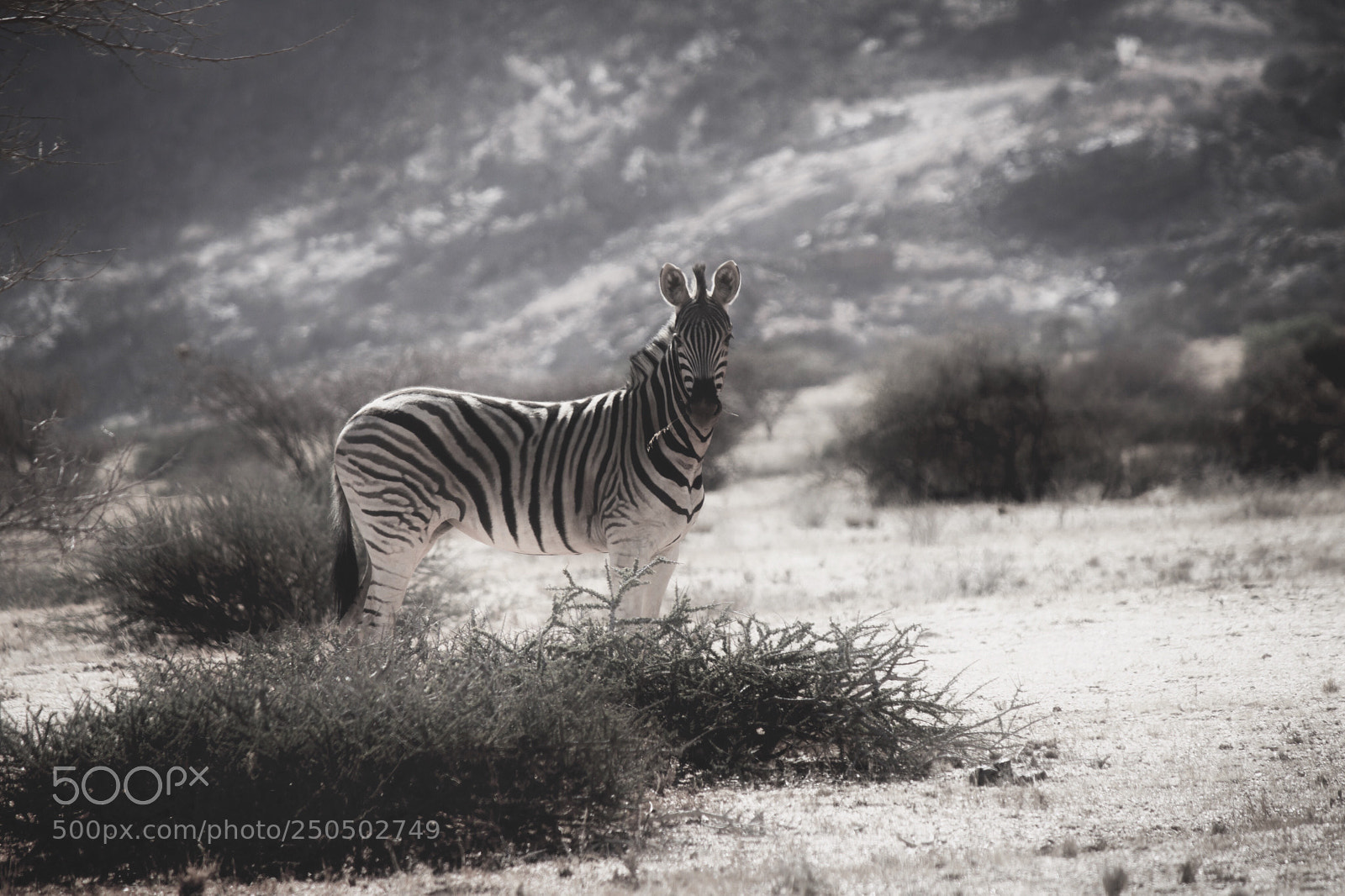 Canon EOS 600D (Rebel EOS T3i / EOS Kiss X5) sample photo. Zebra at spitzkoppe, namibia photography