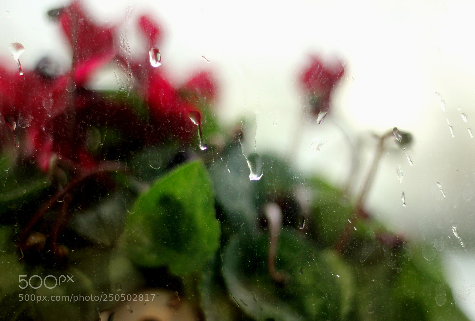 Canon EOS 550D (EOS Rebel T2i / EOS Kiss X4) sample photo. The morning hope photography