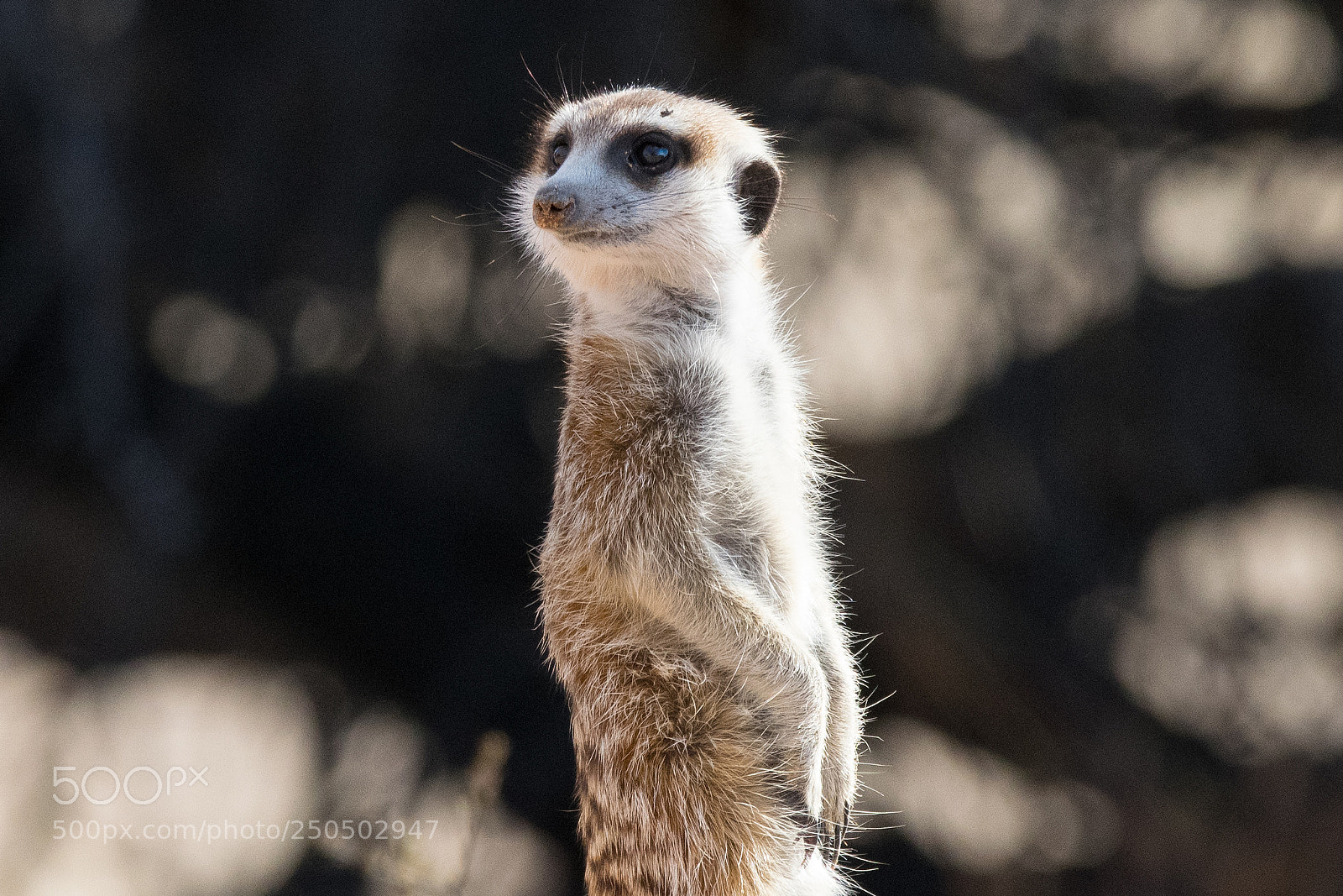 Nikon D5300 sample photo. Meerkat photography