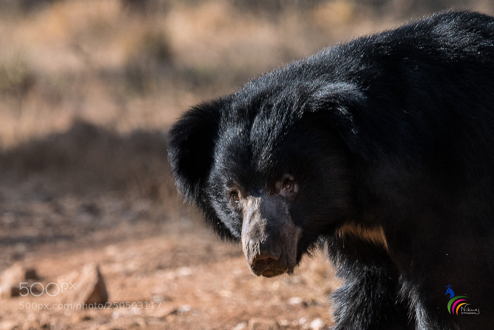 Nikon D500 sample photo. Indian black bear photography