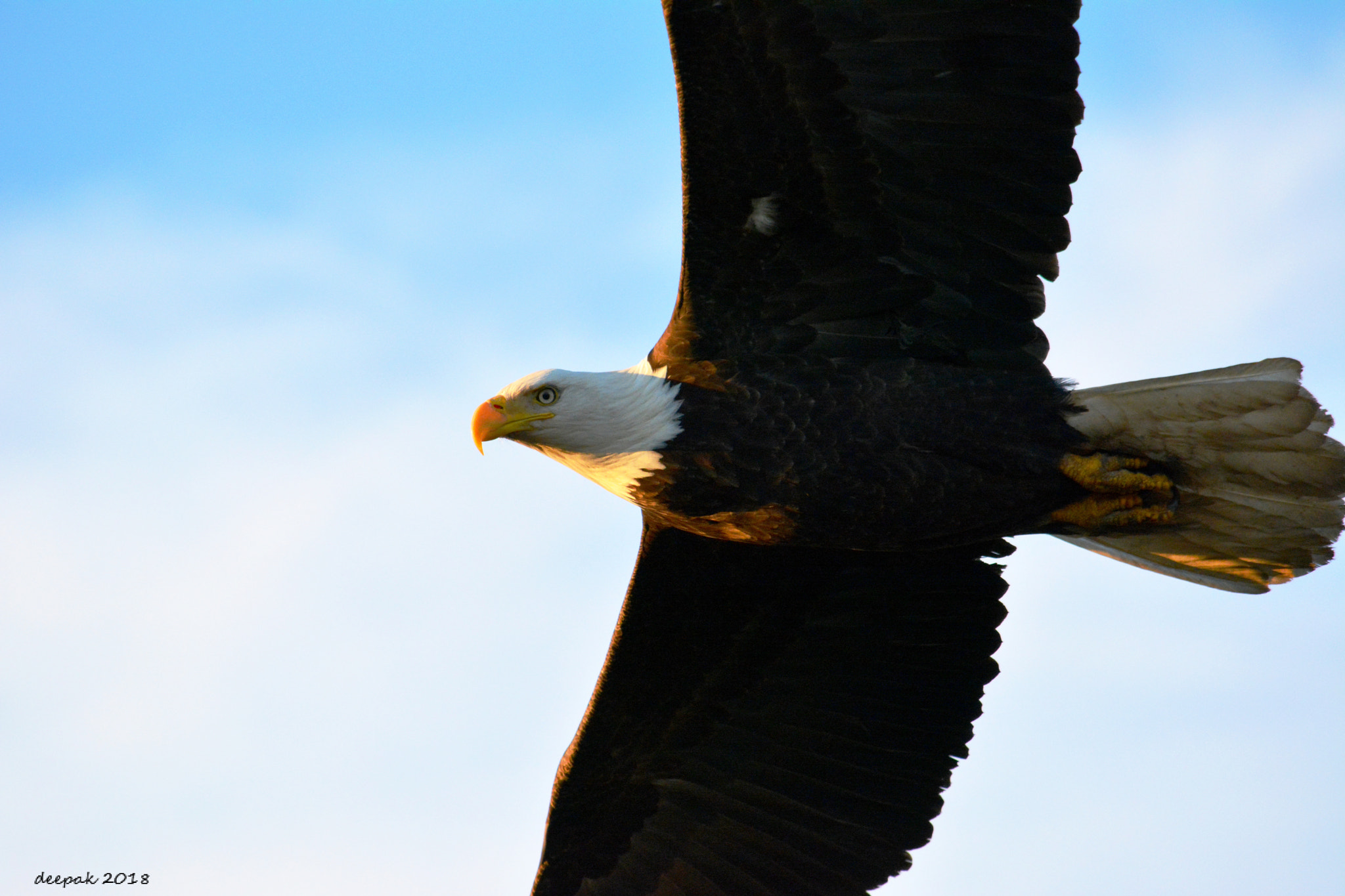 Nikon D5200 sample photo. American eagle photography