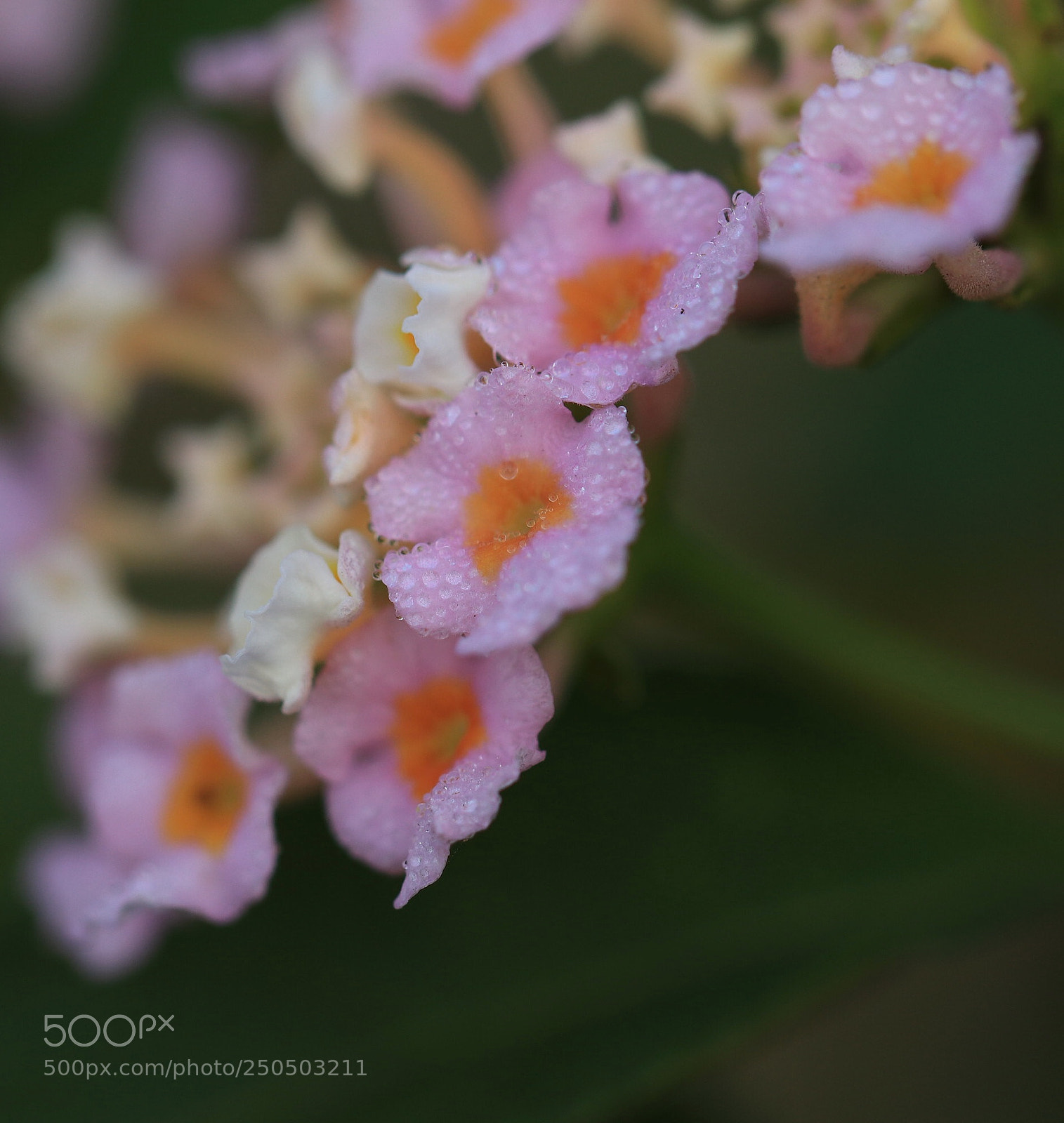 Canon EOS 80D sample photo. Untitled photography
