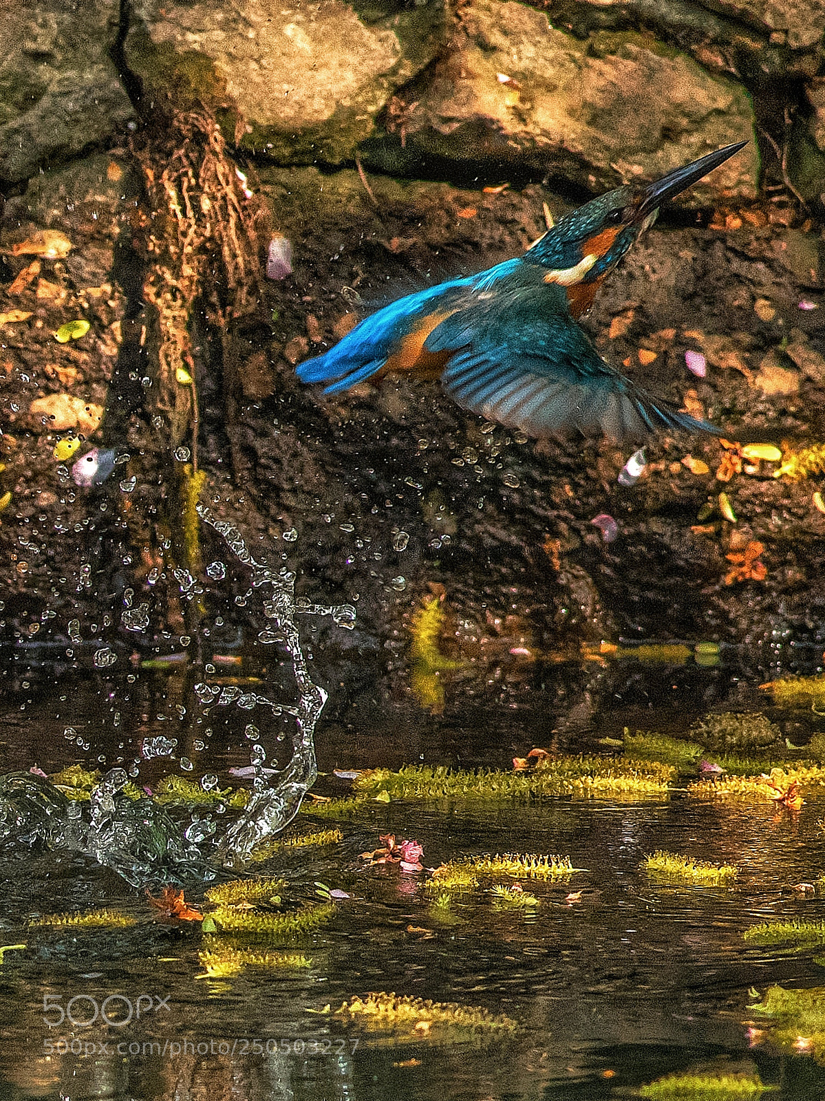 Sony a7R III sample photo. Untitled photography
