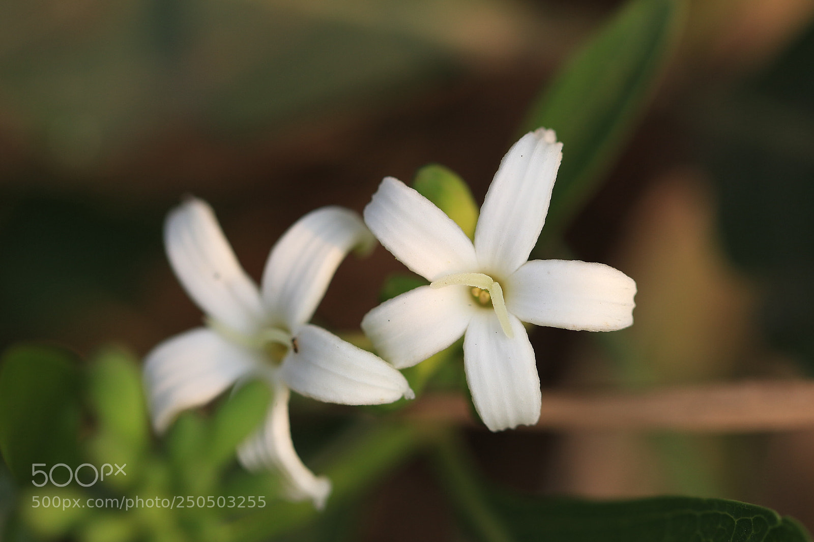 Canon EOS 80D sample photo. Untitled photography