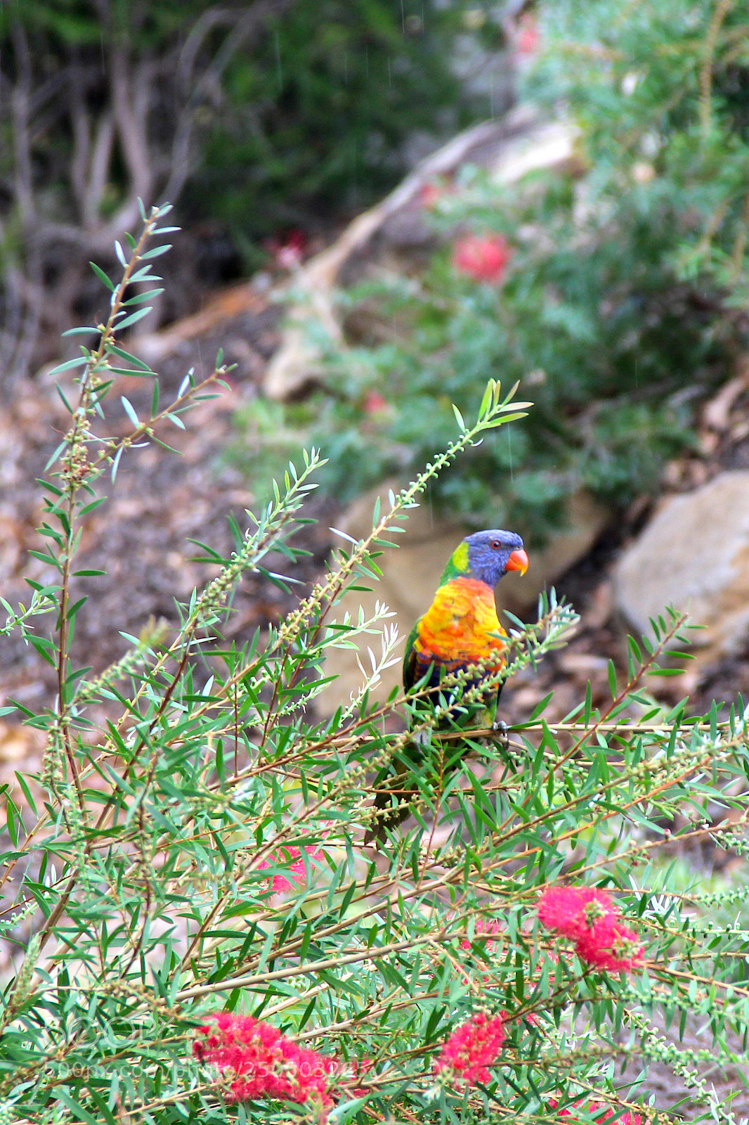 Canon EOS 600D (Rebel EOS T3i / EOS Kiss X5) sample photo. Lorikeet in the rain photography