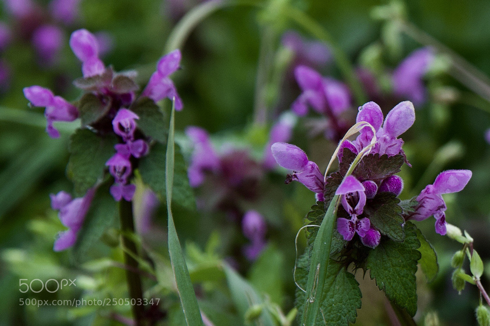 Canon EOS 6D Mark II sample photo. Green and violet photography