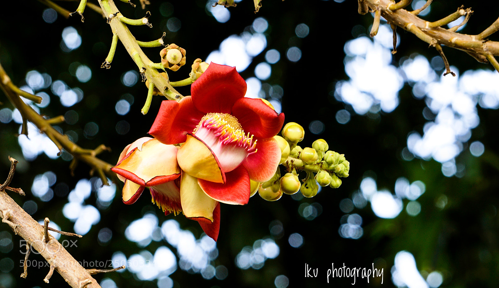 Sony a6000 sample photo. Sala photography