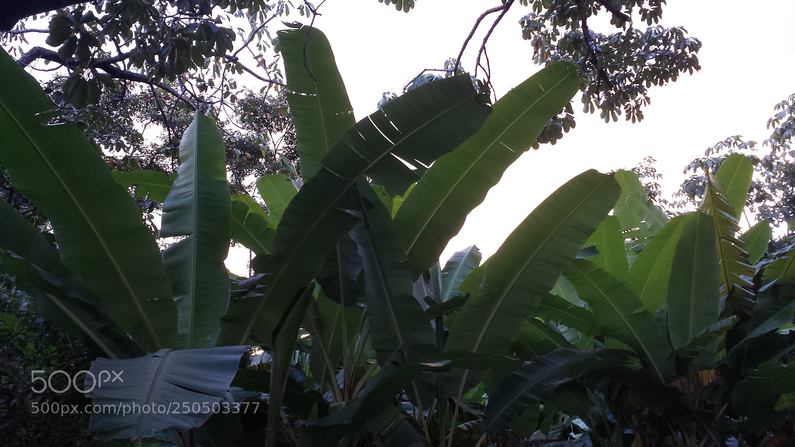 Samsung Galaxy S4 sample photo. Untitled photography