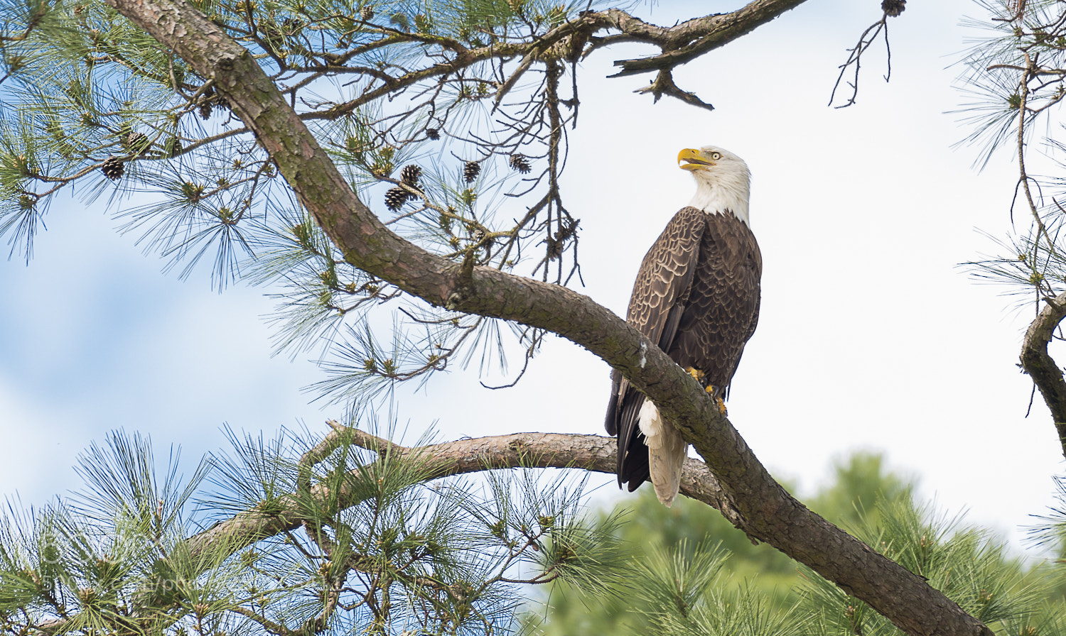 Nikon D850 sample photo. Perched photography