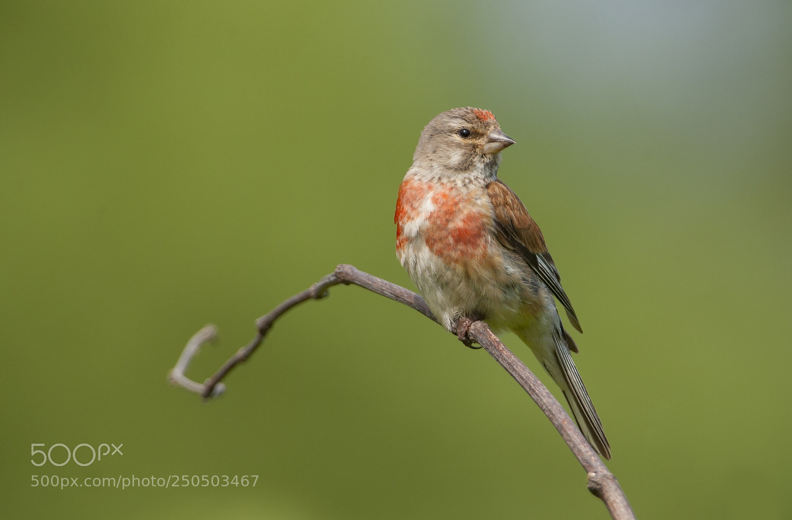 Canon EOS-1D Mark III sample photo. Linnet photography