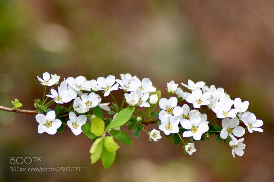 Nikon D7200 sample photo. Small white flowers photography