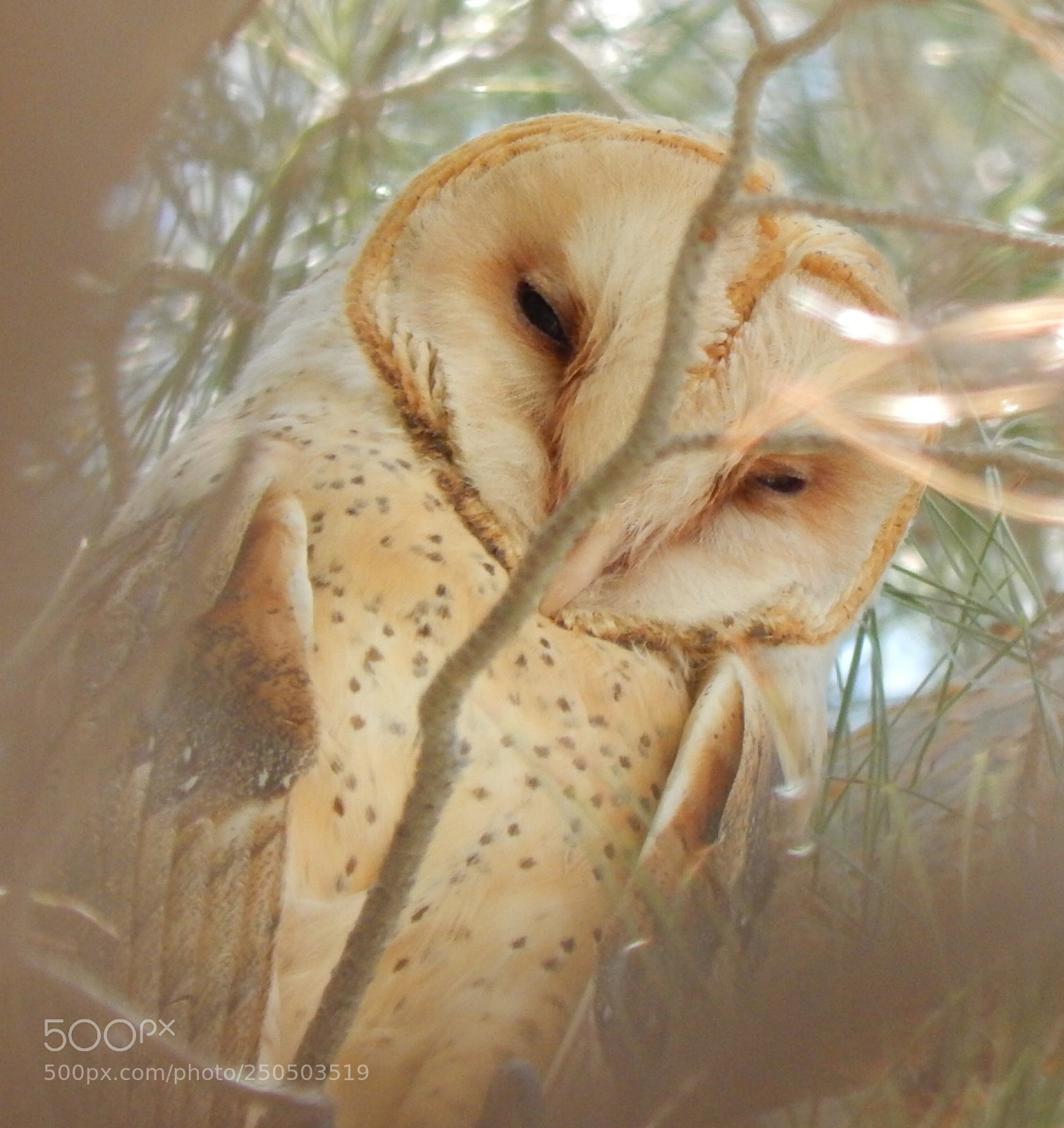 Nikon Coolpix L820 sample photo. Texas owl... photography