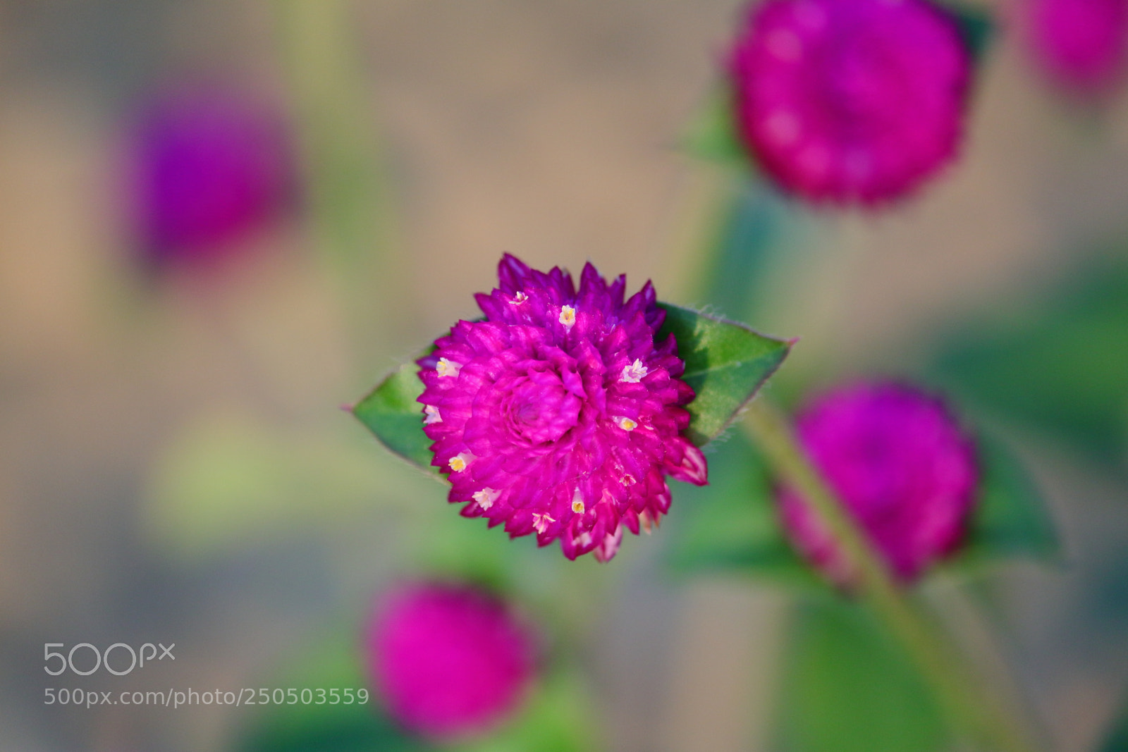 Canon EF-S 55-250mm F4-5.6 IS II sample photo. Flowerception photography
