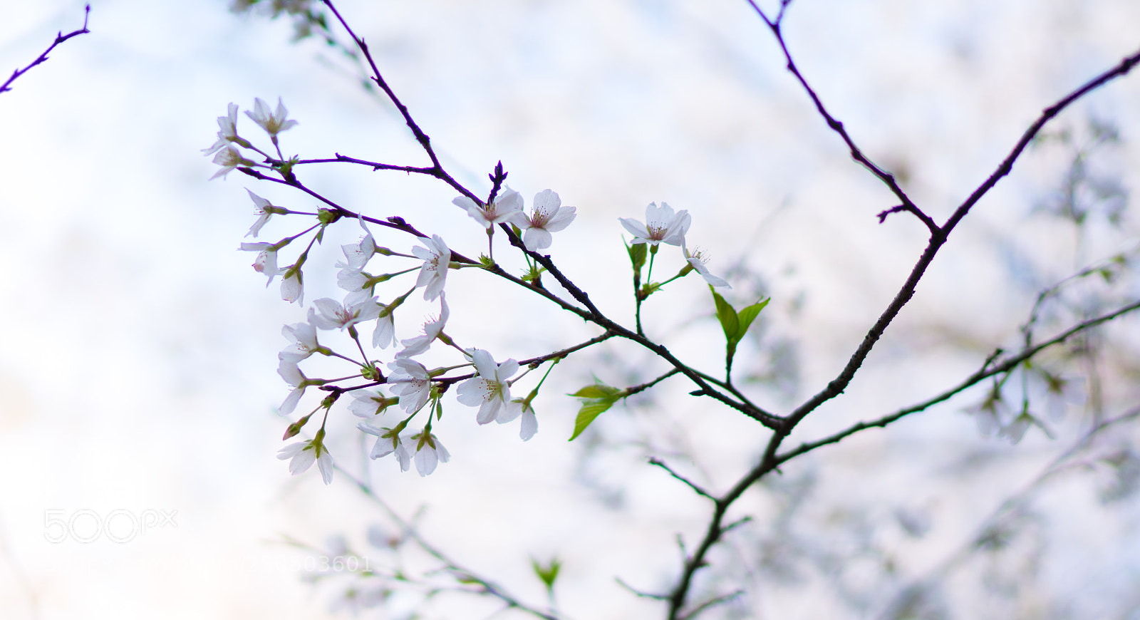 Sony a7R III sample photo. Untitled photography