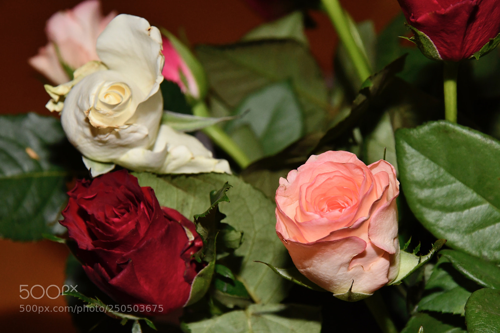 Nikon D7500 sample photo. Tricolor roses photography