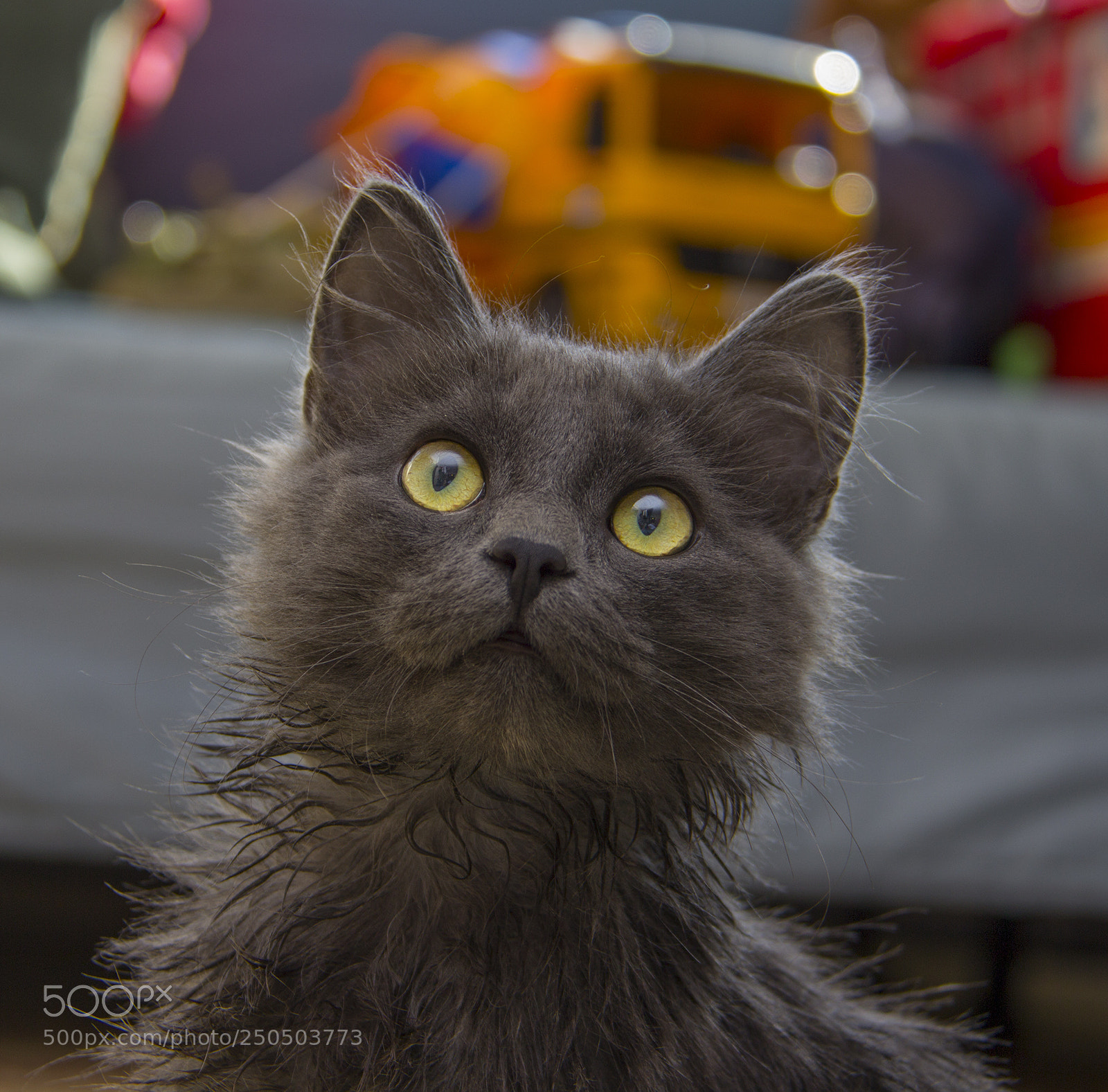 Canon EOS 600D (Rebel EOS T3i / EOS Kiss X5) sample photo. Kitten after shower photography