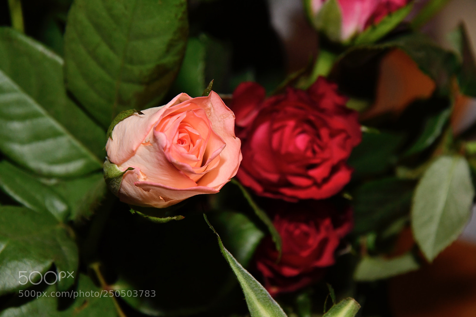 Nikon D7500 sample photo. Bright and deep red photography