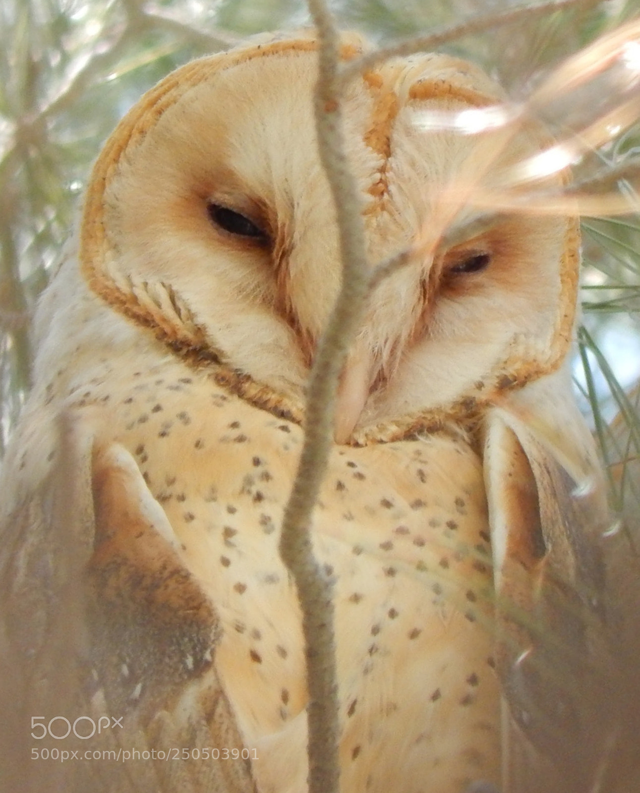 Nikon Coolpix L820 sample photo. Owl photography