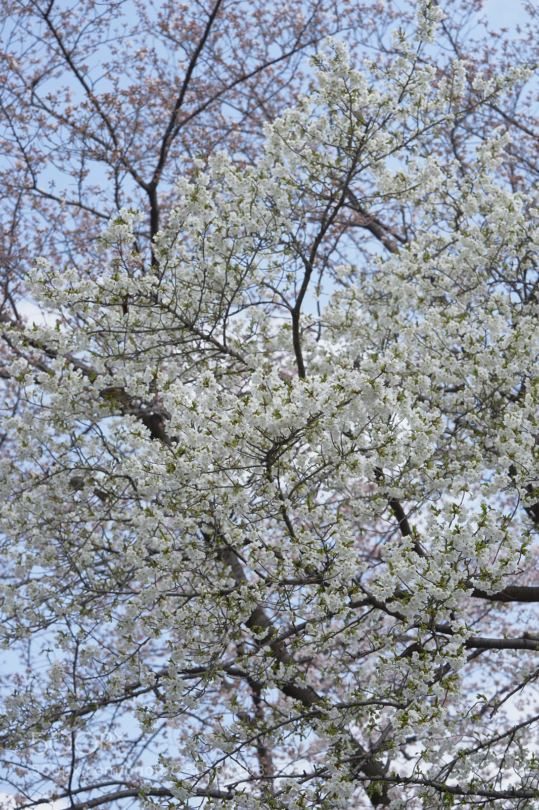 Sony a7 sample photo. Flowers 6264 photography