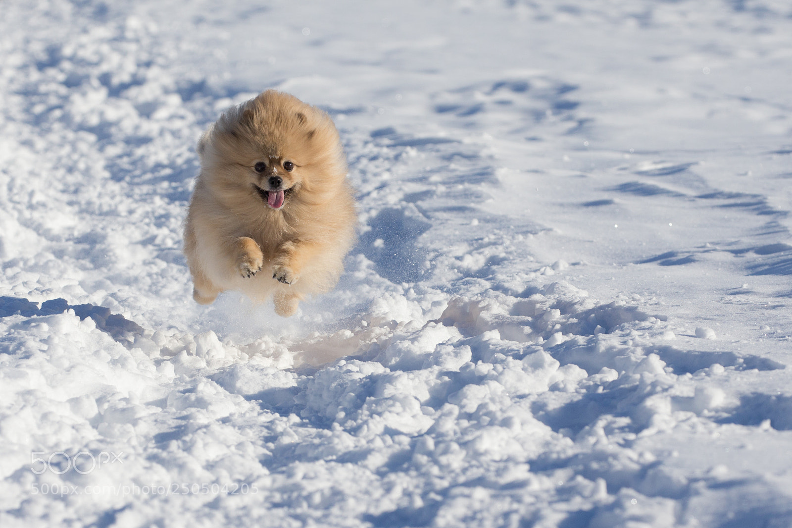 Canon EOS-1D X sample photo. Elmo running photography