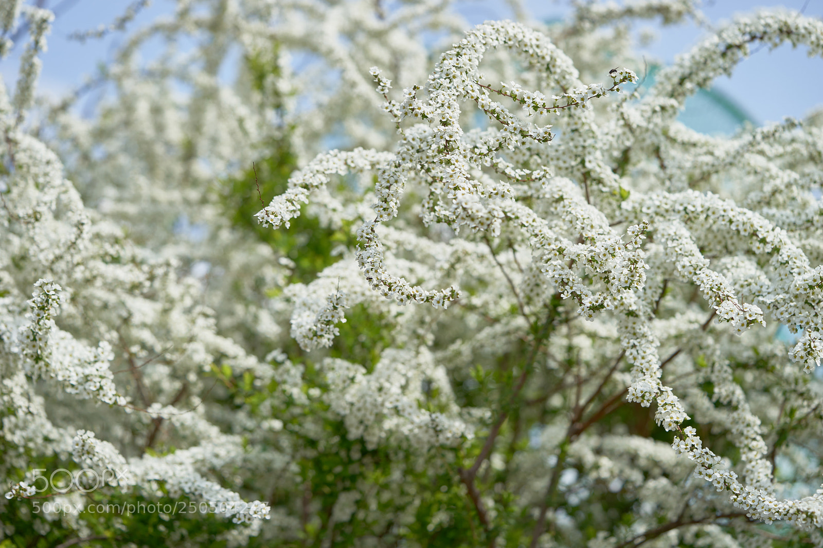 Sony a7 sample photo. Flowers 6266 photography