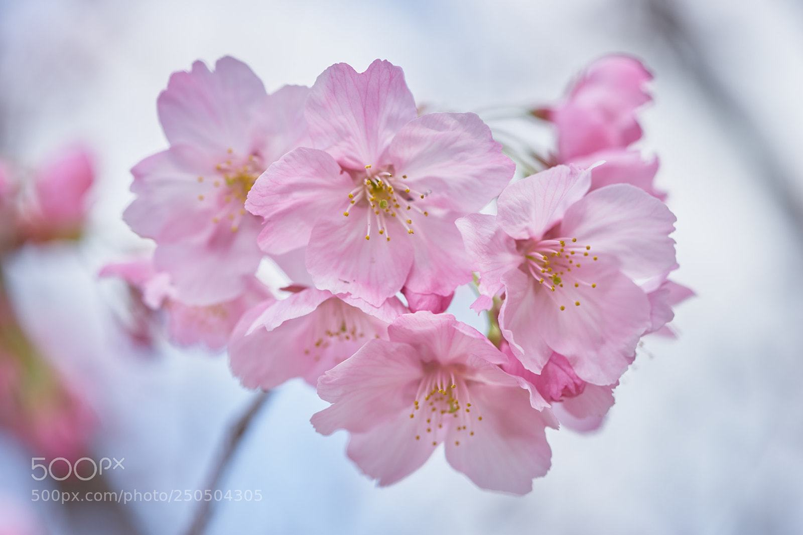 Sony a7 sample photo. Flowers 6267 photography