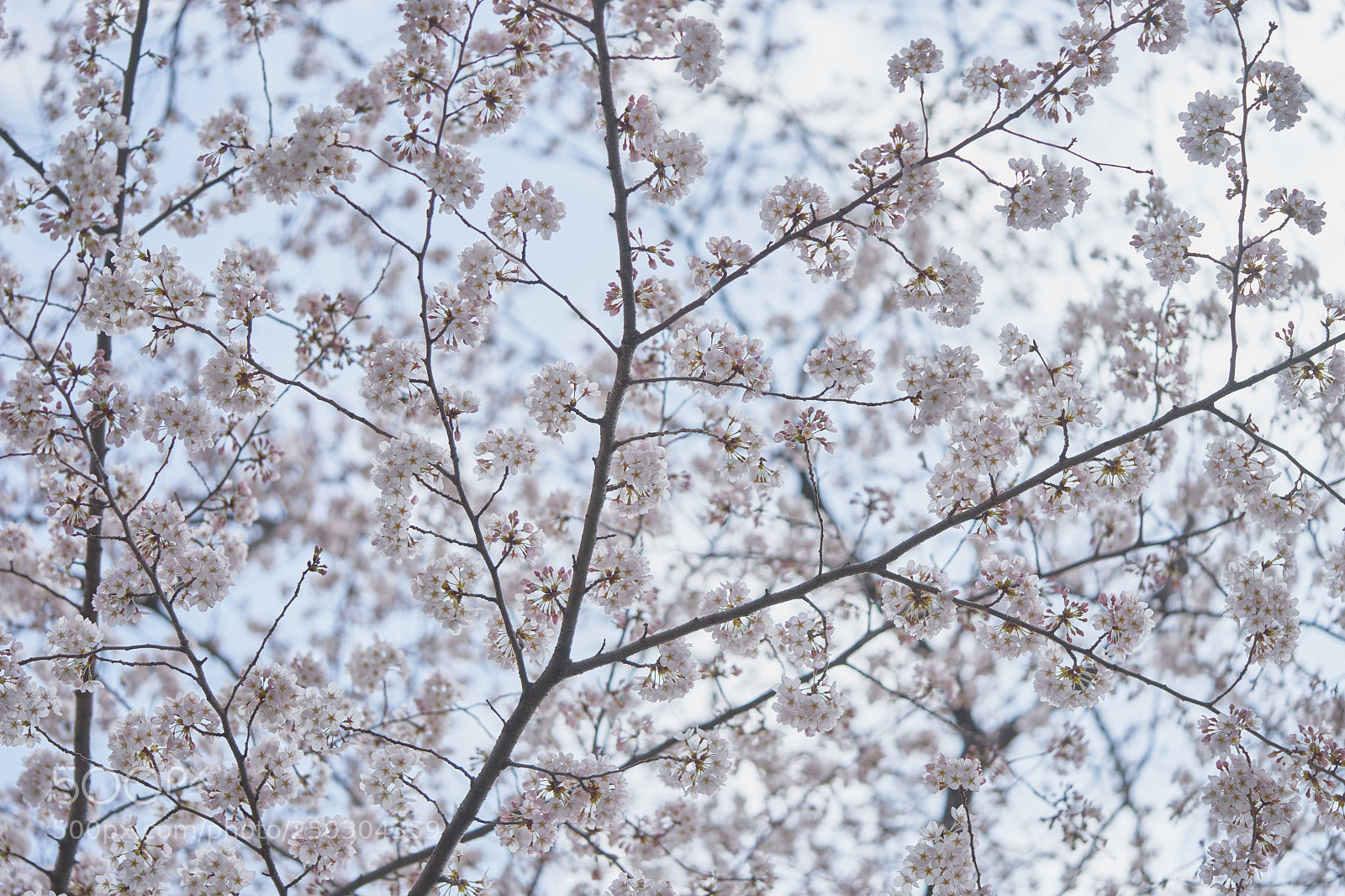 Sony a7 sample photo. Flowers 6268 photography