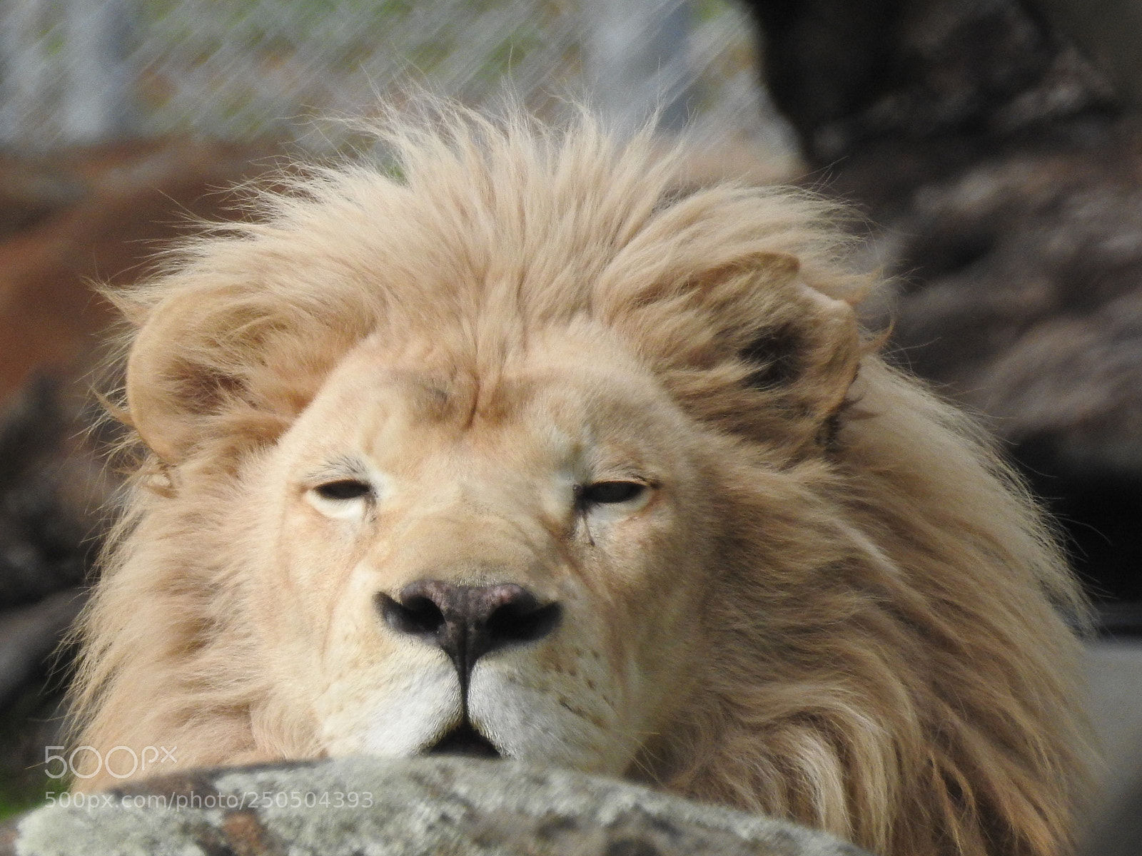 Nikon Coolpix P900 sample photo. Louie the white lion photography