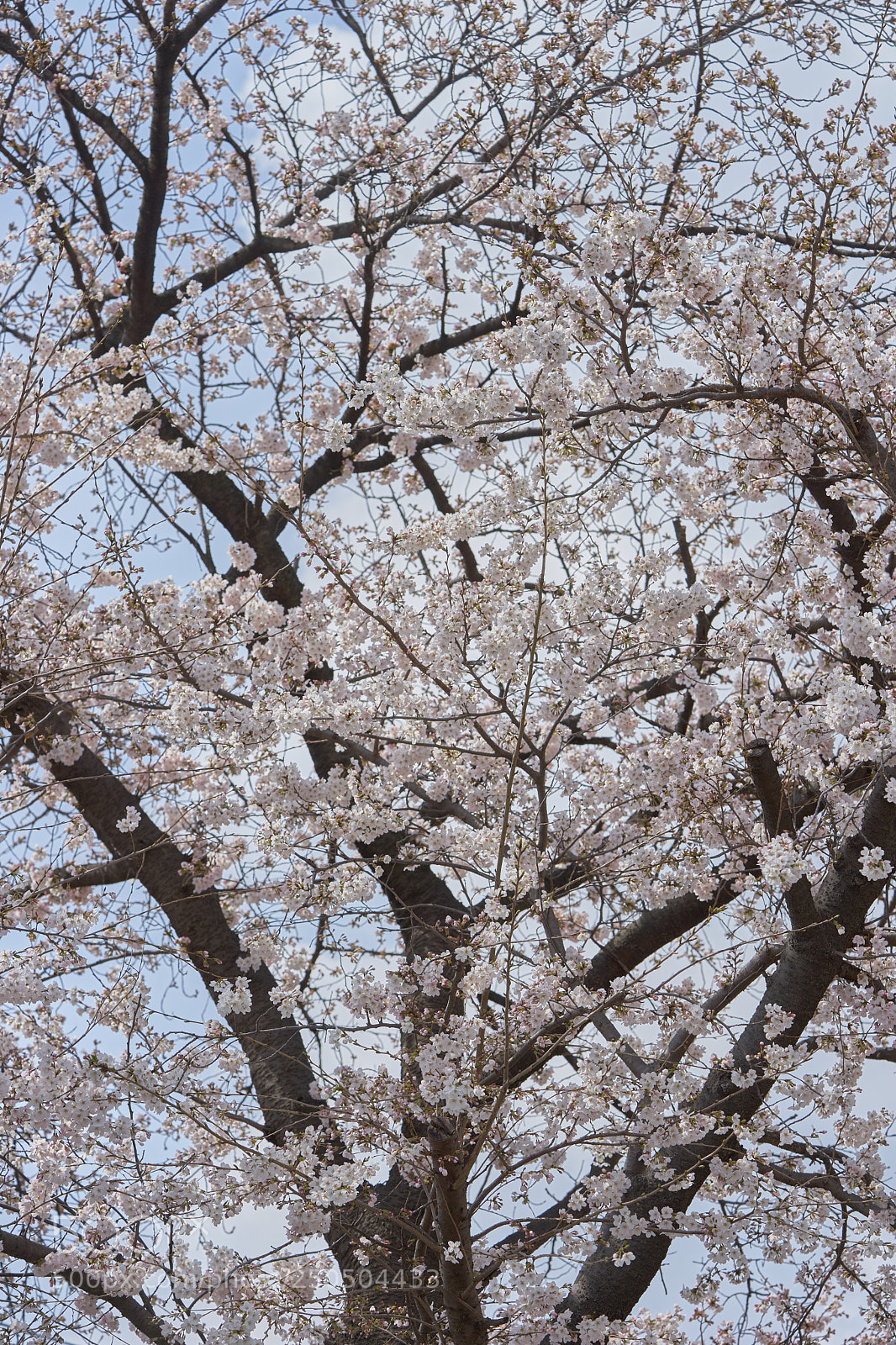 Sony a7 sample photo. Flowers 6269 photography