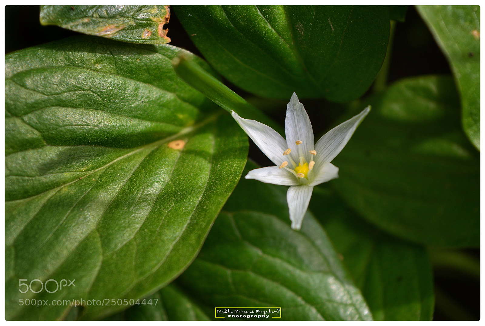 Nikon D5200 sample photo. Bloom photography