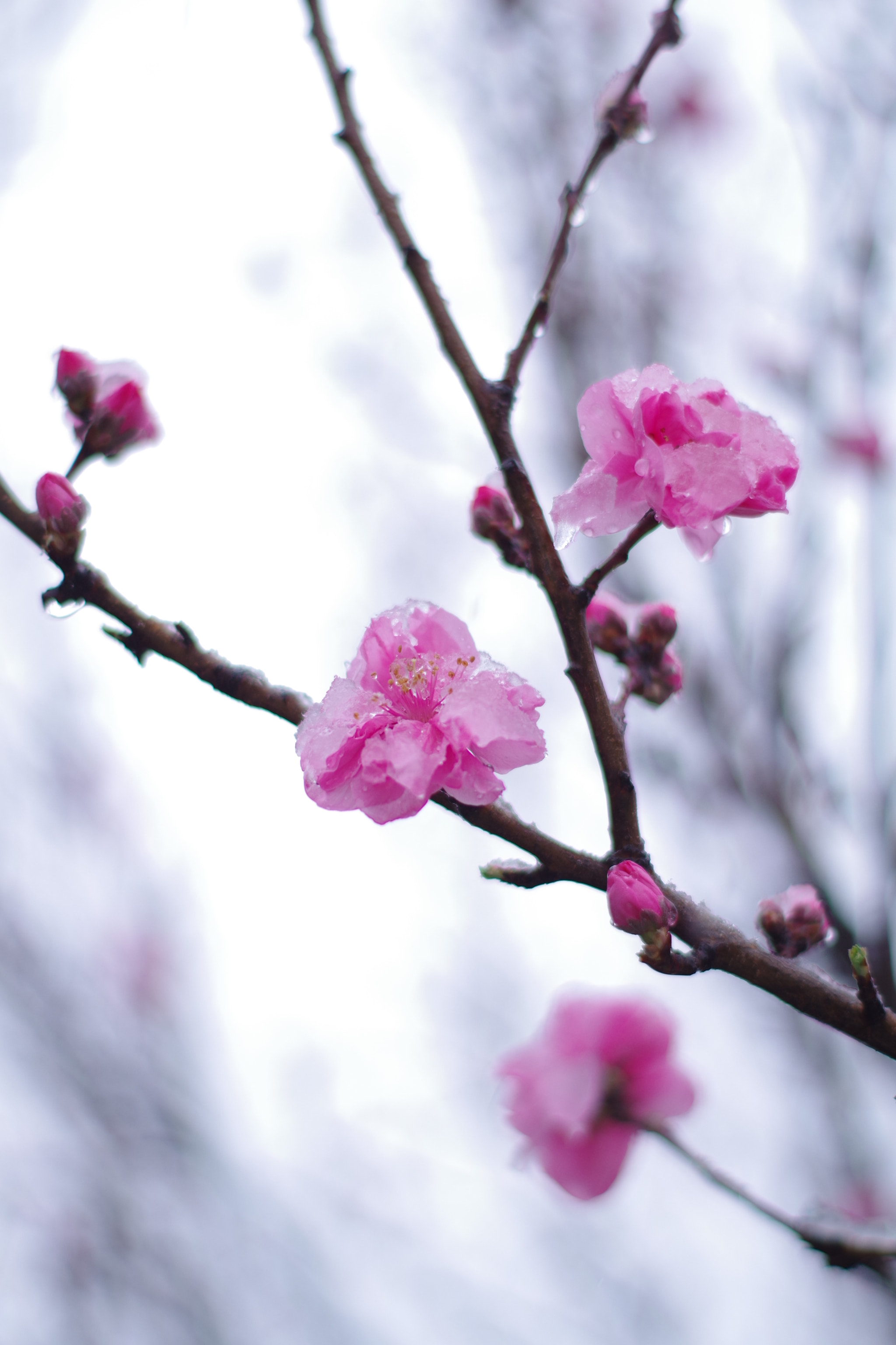 Pentax K-S2 sample photo. Peach flower and snow in march (mono 2018 #1) photography