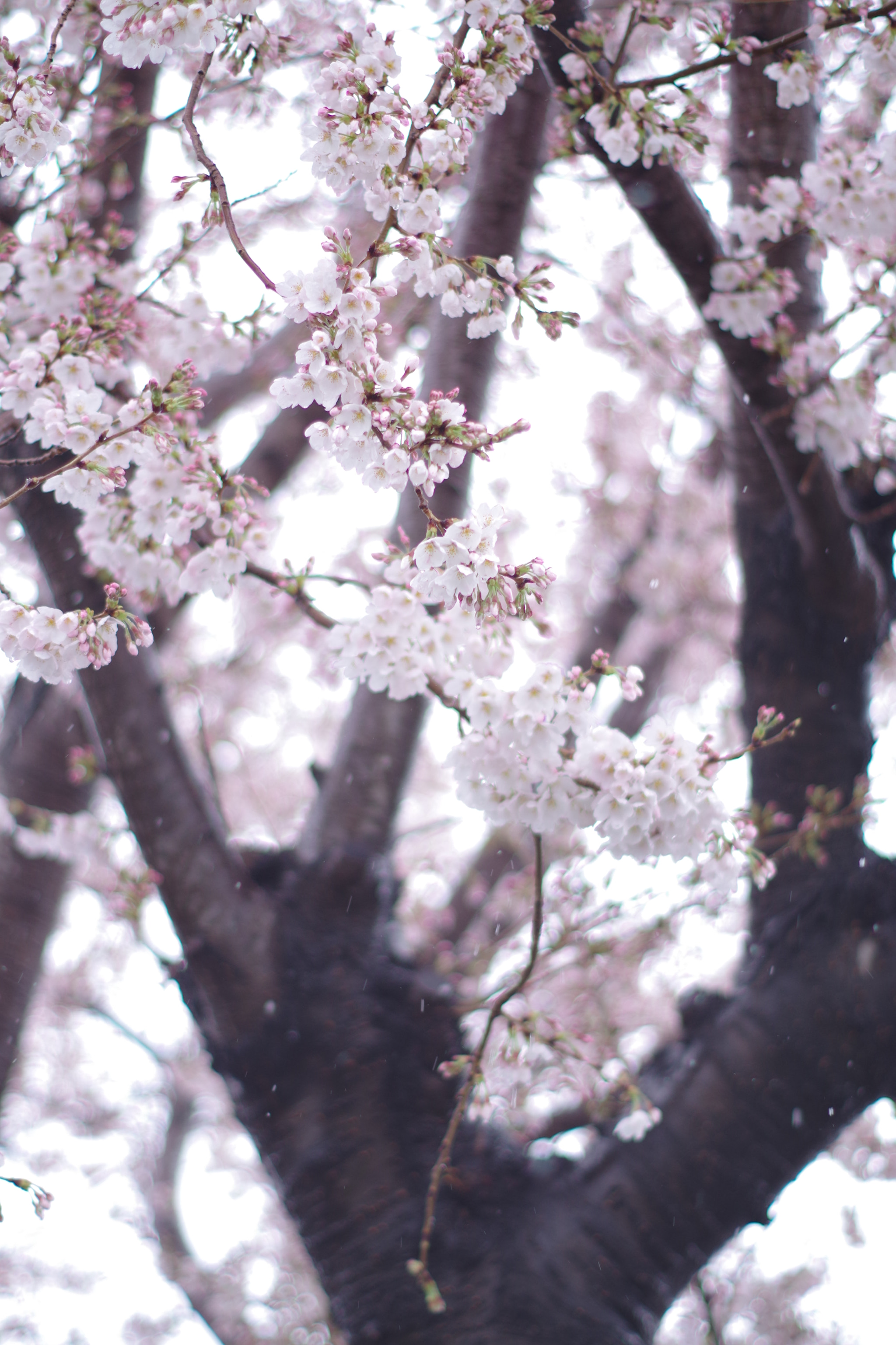 Pentax smc DA 50mm F1.8 sample photo. Cherry blossoms and snow in march (sakura 2018 #2) photography