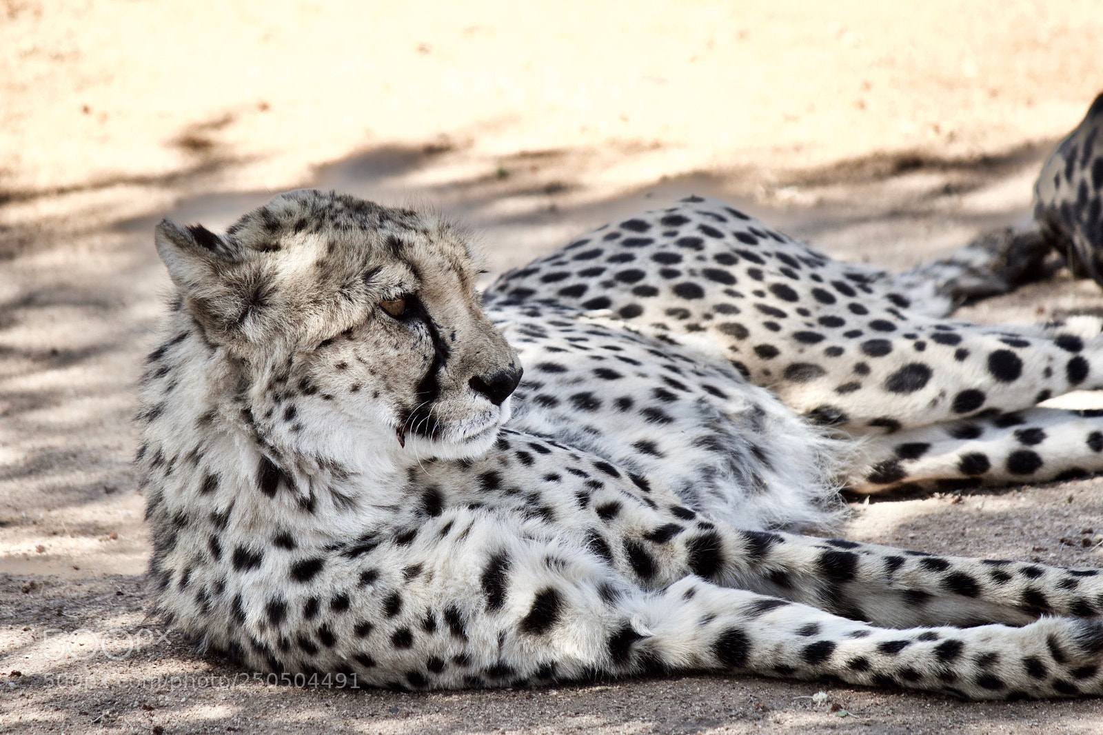 Canon EOS 600D (Rebel EOS T3i / EOS Kiss X5) sample photo. Cheetah (acinonyx jubatus) photography