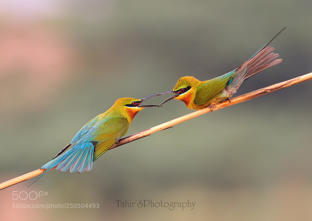 Canon EOS 7D Mark II sample photo. Blue tailed bee eaters photography