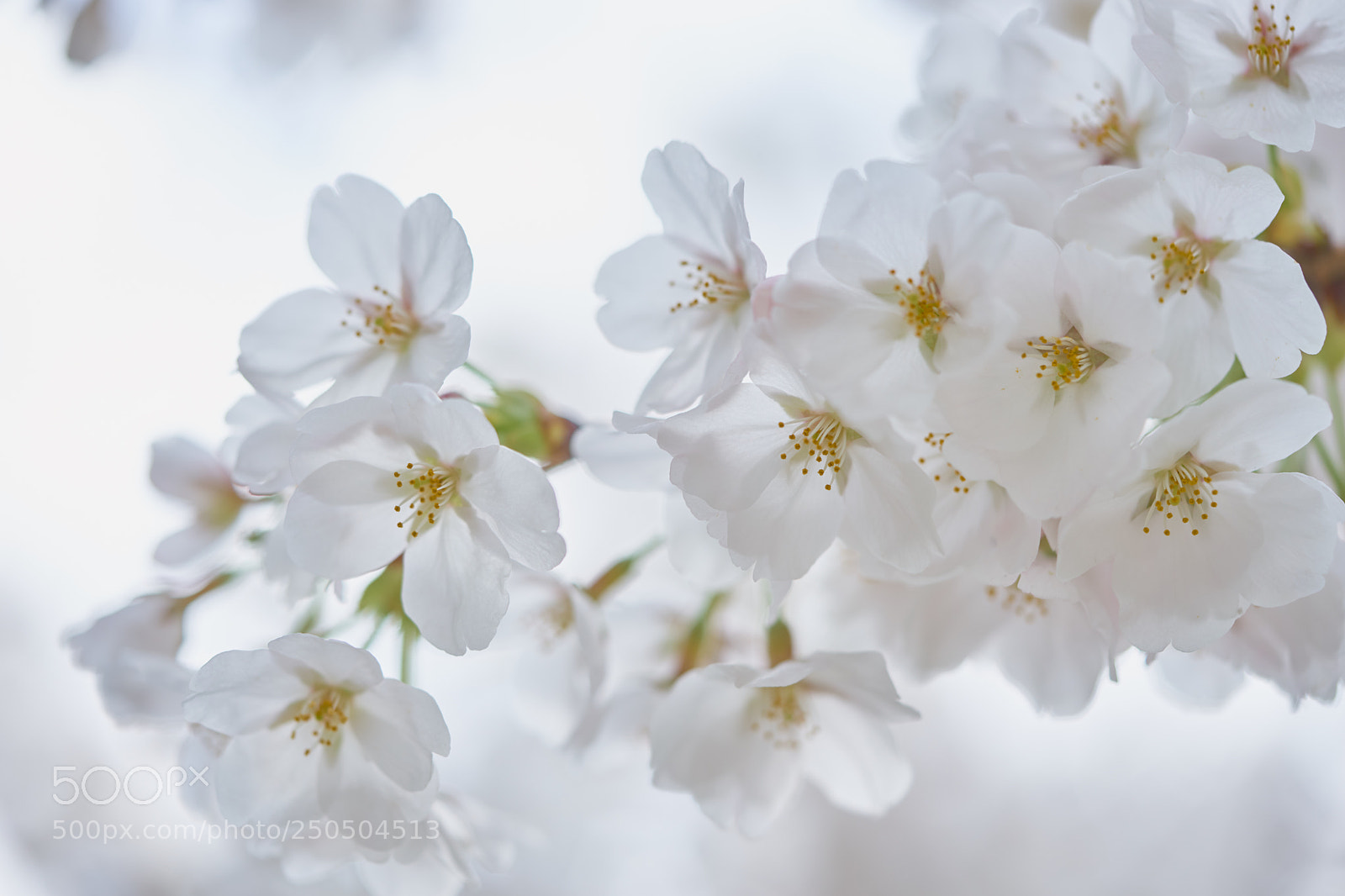 Sony a7 sample photo. Flowers 6270 photography