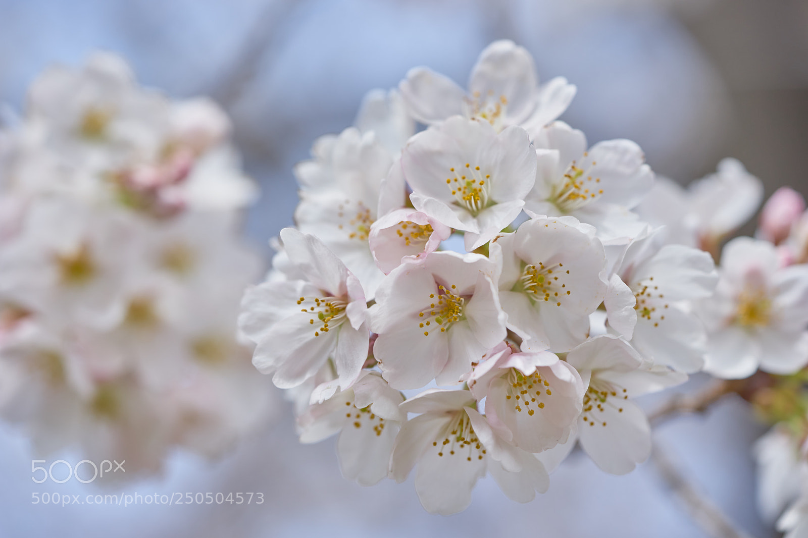 Sony a7 sample photo. Flowers 6271 photography