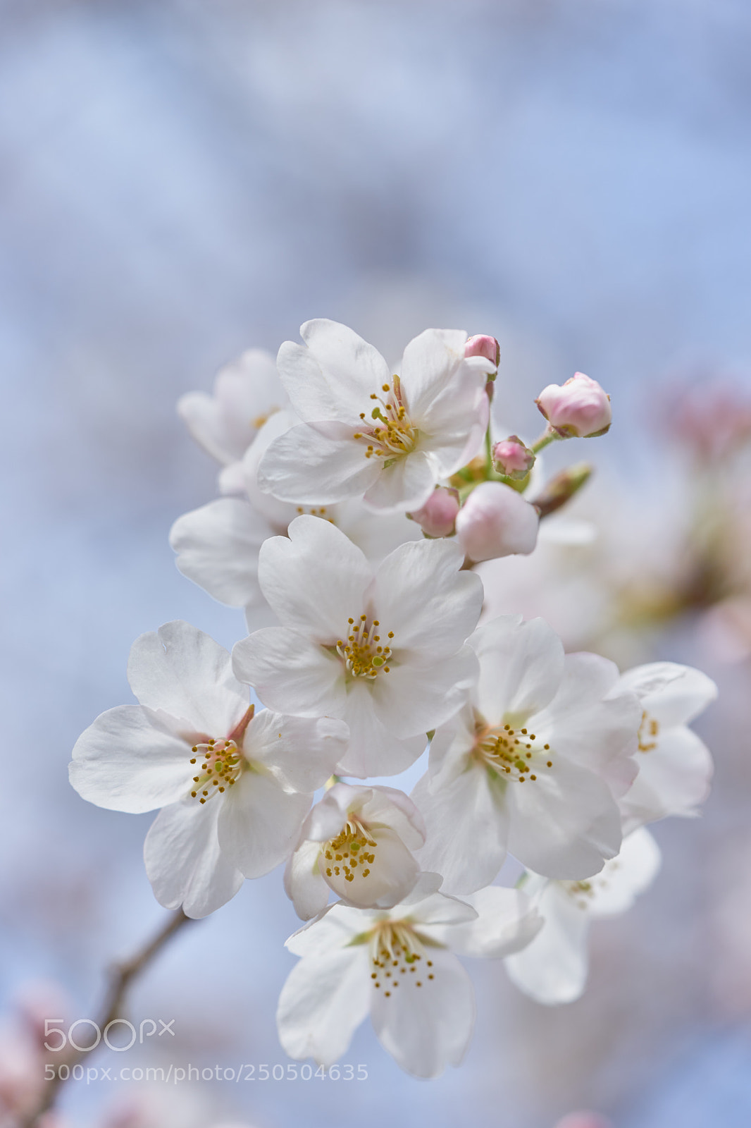 Sony a7 sample photo. Flowers 6272 photography