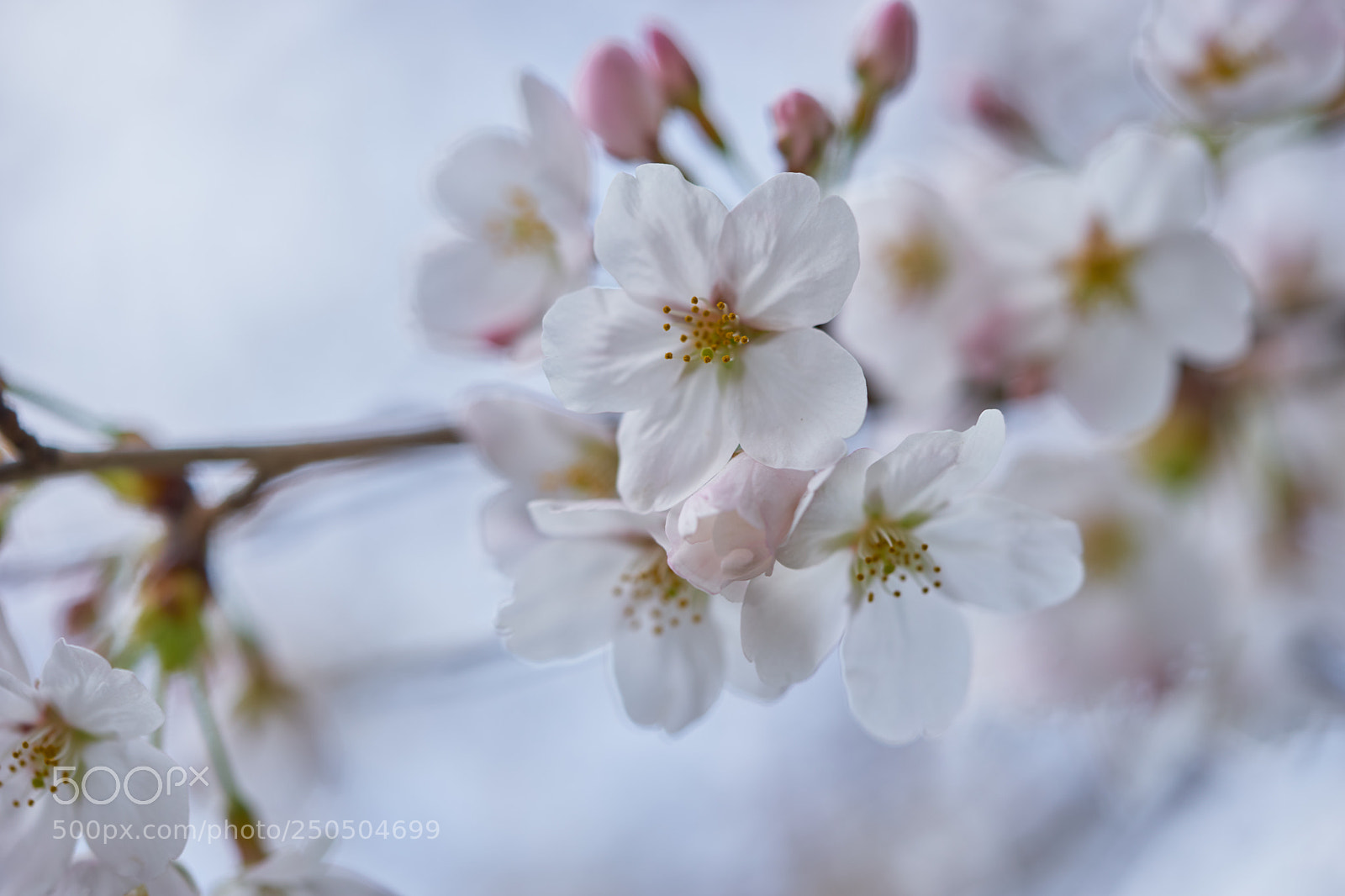 Sony a7 sample photo. Flowers 6273 photography