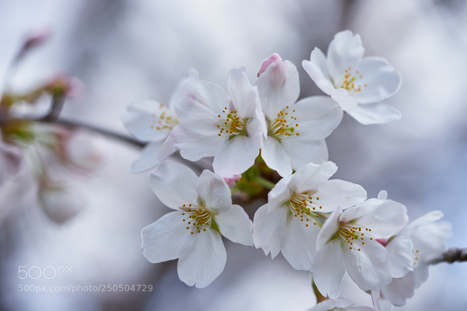 Sony a7 sample photo. Flowers 6274 photography