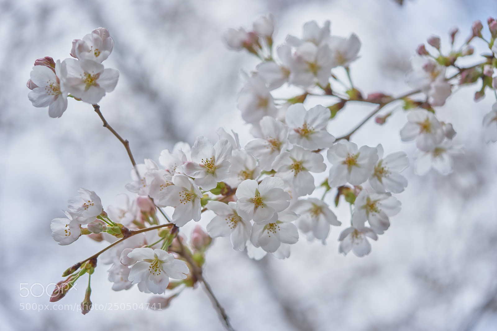 Sony a7 sample photo. Flowers 6275 photography