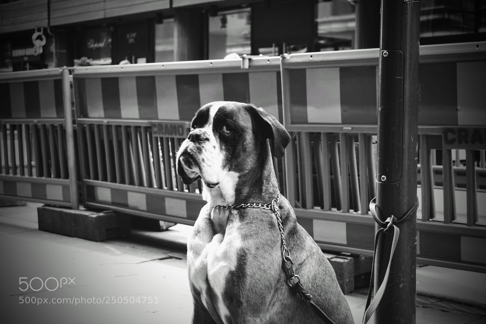 Sony a5100 sample photo. Untitled photography