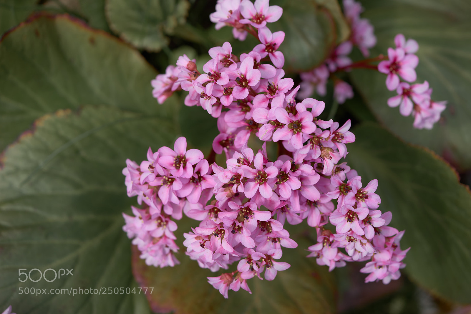 Sony a7 sample photo. Flowers 6276 photography