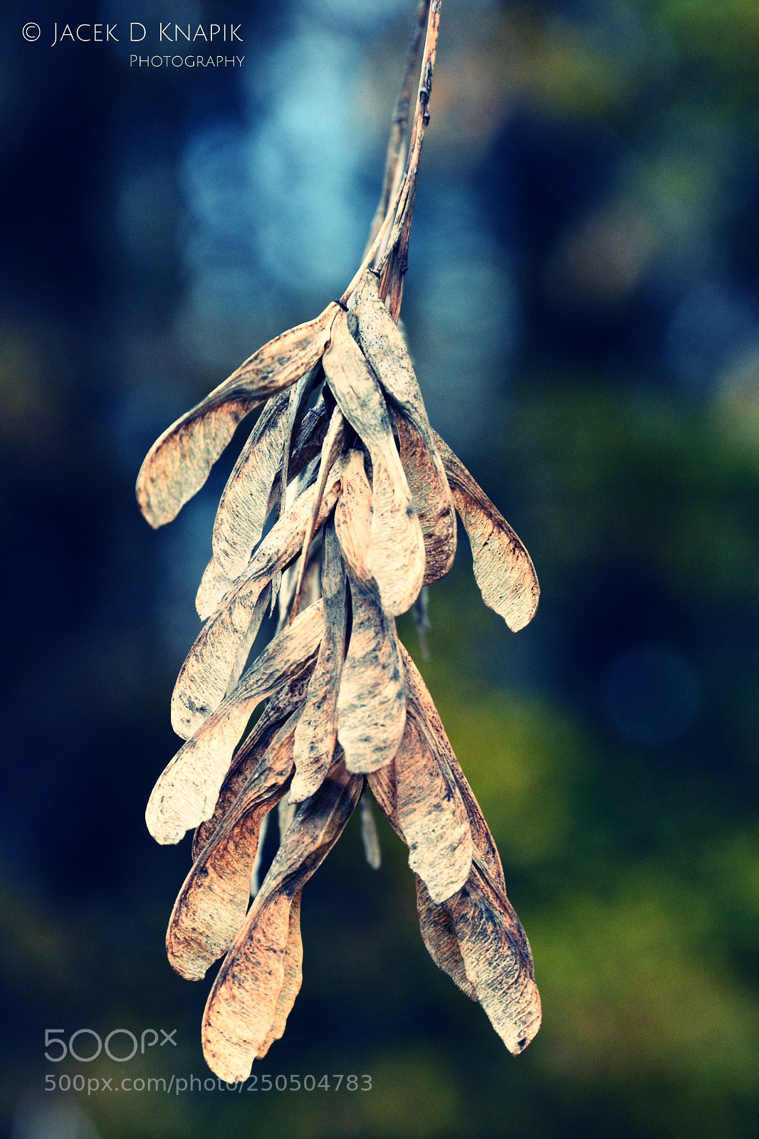 Nikon D7100 sample photo. G photography