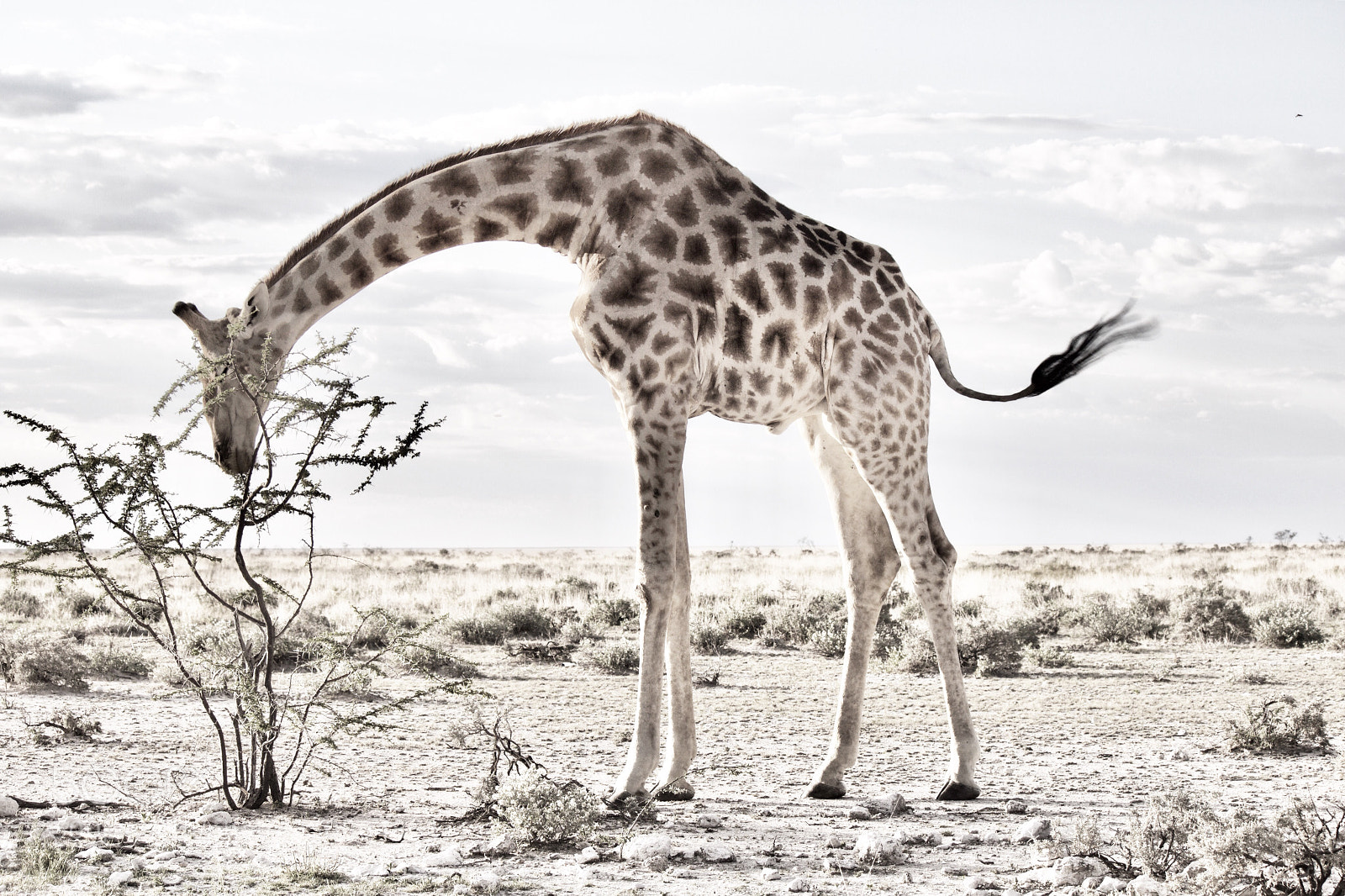 Canon EOS 600D (Rebel EOS T3i / EOS Kiss X5) sample photo. Giraffe of the etosha photography